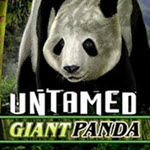 Untamed - Giant Panda