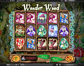 Wonder Wood