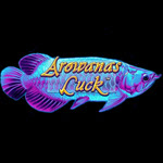 Arowanas Luck