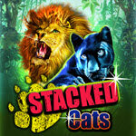 Stacked Cats