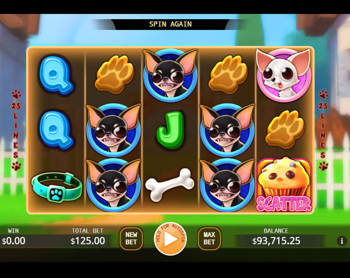 Chihuahua Party