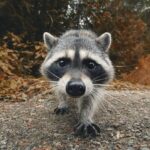 Дико заскамил Le bandit