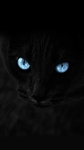 avatar-16163