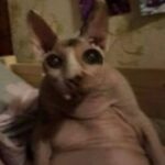 Dm_tropin