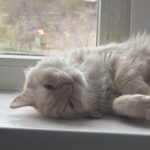 BipBip